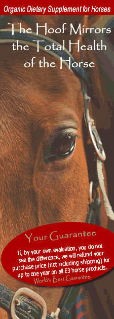 Horse Supplements