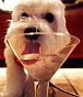 Dog drinking tea