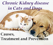 What are signs of kidney failure in cats?