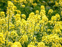 Canola Plant