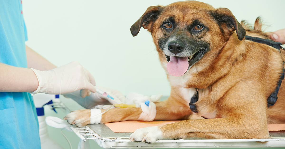 organic-kidney-diet-for-dogs-cloudposts