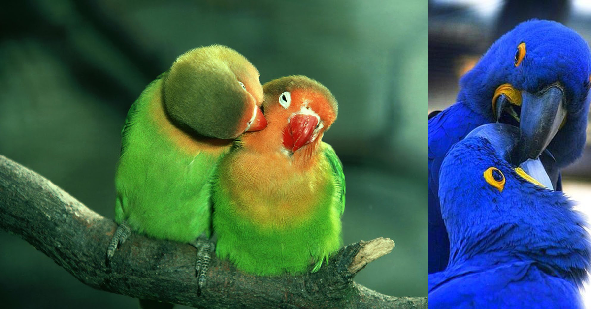 Bird Auf Deutsch Bird Auf Deutsch