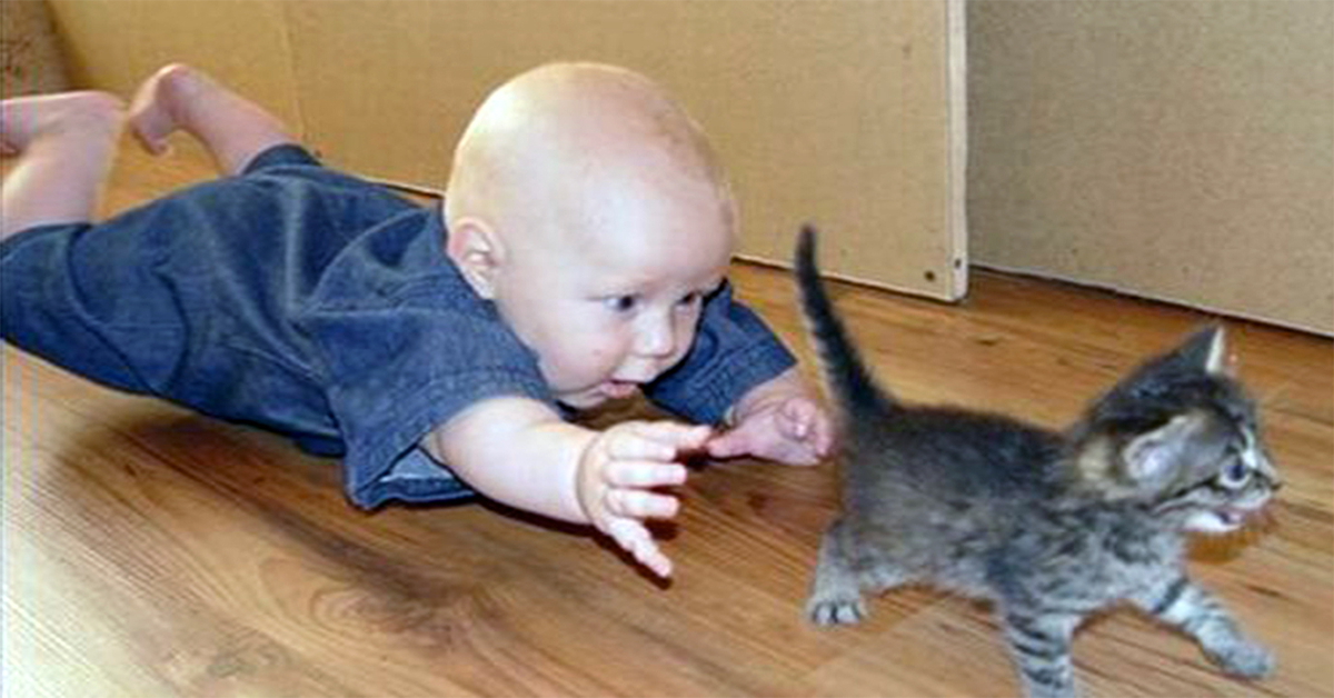 Shirley S Wellness Cafe Pet Care Shirley S Wellness Cafe Pet Care