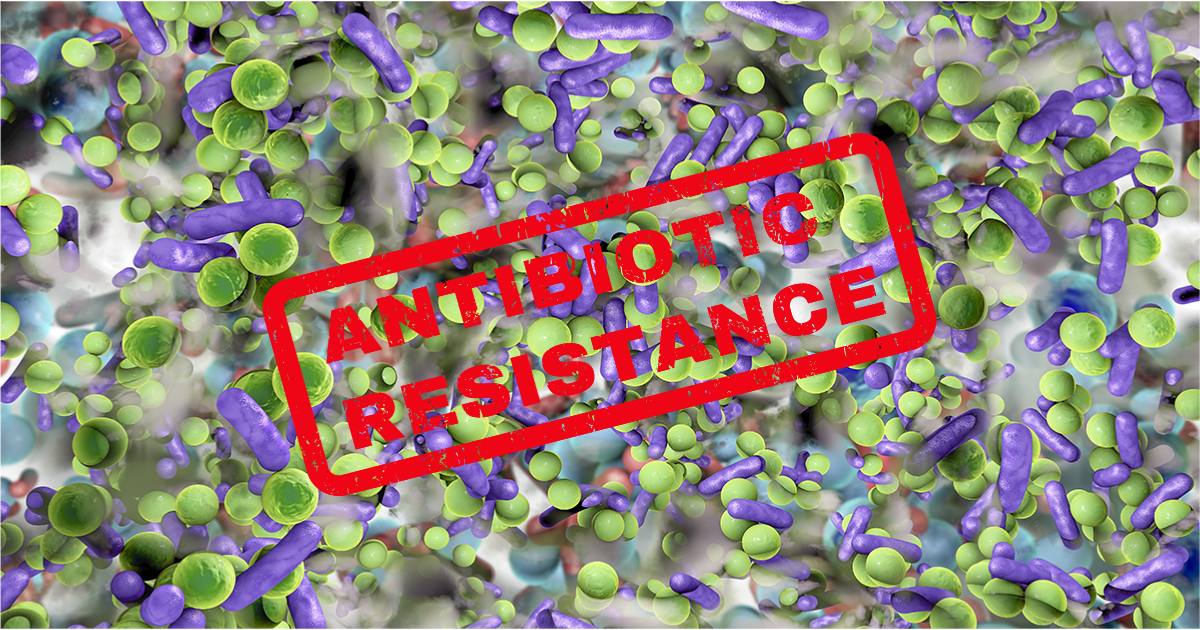 penicillin resistance essay Essays on penicillin the penicillin is one of the most popular assignments among students' documents if you are stuck with writing or missing ideas, scroll down and find inspiration in the best samples penicillin resistance, for example. penicillin resistance essay Essays on penicillin the penicillin is one of the most popular assignments among students' documents if you are stuck with writing or missing ideas, scroll down and find inspiration in the best samples penicillin resistance, for example.