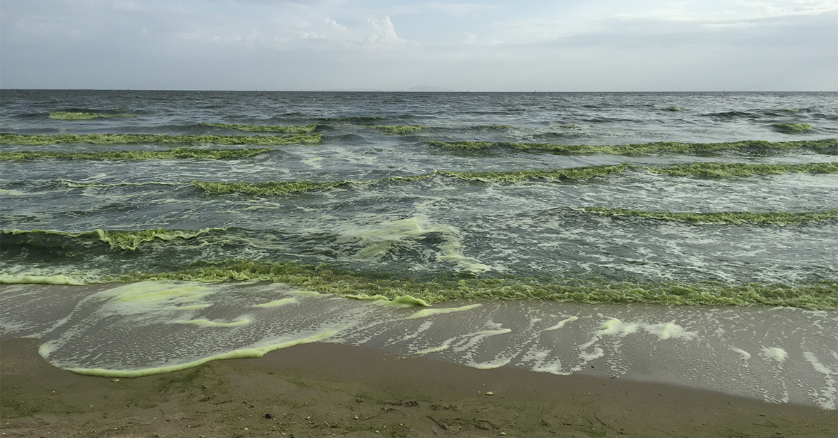 marine phytoplankton s powerful
