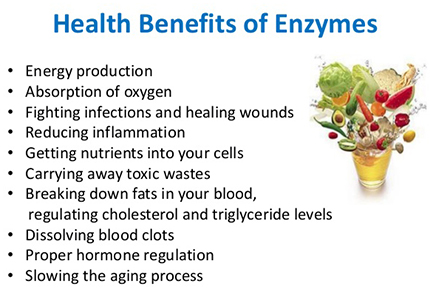 Chemical Importance Of Enzymes In Diet