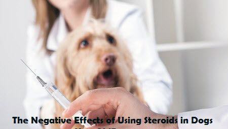 Side effects of corticosteroids in cats
