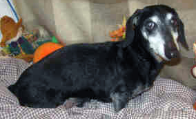 15 year old Dachshund dog recovered from colon cancer