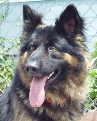 Kuuma long hair German Shepherd rescued