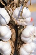 Garlic: Nature's Original Remedy