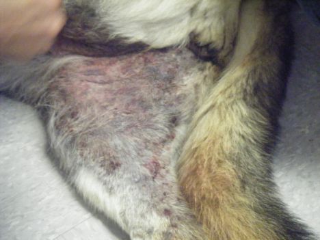 vasculitis in dogs unnecessary animal vaccines risks adverse reactions vasculitis in dogs unnecessary animal vaccines risks adverse reactions