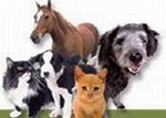 horse cat dog together