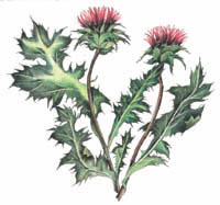 Traditional usage of holy blessed thistle