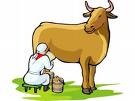 Cow being milked