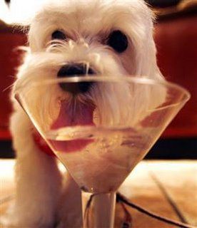 Dog drinking glass