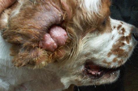 How To Wrap Dog S Ear To Stop Bleeding How To Wrap Dog S Ear To Stop Bleeding