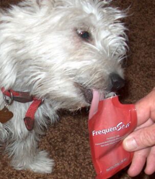 Puppy Maggie enjoying licking marine phytoplankton Frequen~Sea. She knows how good it is for her health