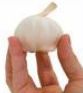 Hand holding Garlic bulb