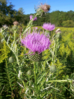 Blessed thistle is also known as holy thistle, St. Benedict thistle, cardin, and spotted thistle. This herbaceous annual has been cultivated for centuries as a medicinal herb.