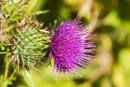 Blessed thistle taken in meat or drink is good for the swimming and giddiness of the head; it strengthens the memory and is a singular remedy against deafness.  The same boiled in wine and drunk, heals the griping pains of the belly, kills and expels worms, causes sweat, provokes urine, and drives out gravel, cleanses the stomach; and is very good against the 4 day fever.
