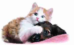 Un chaton de 4 mois avait un grave probl�me de peau et le diagnostic �tait une dermatite annulaire. Apr�s 4 mois de m�decine conventionnelle , l'infection r�sistante n'�tait pas gu�rie . Nous avons mis le chaton sous transfer factor et au bout de 5 jours il n'y avait plus de l�sions apparentes de la dermatite .Quelques semaines apr�s tout son poil avait repouss�, et maintenant � 9 mois il a un poil magnifique et brillant . Les l�sions de la dermatite annulaire ne sont jamais revenues.