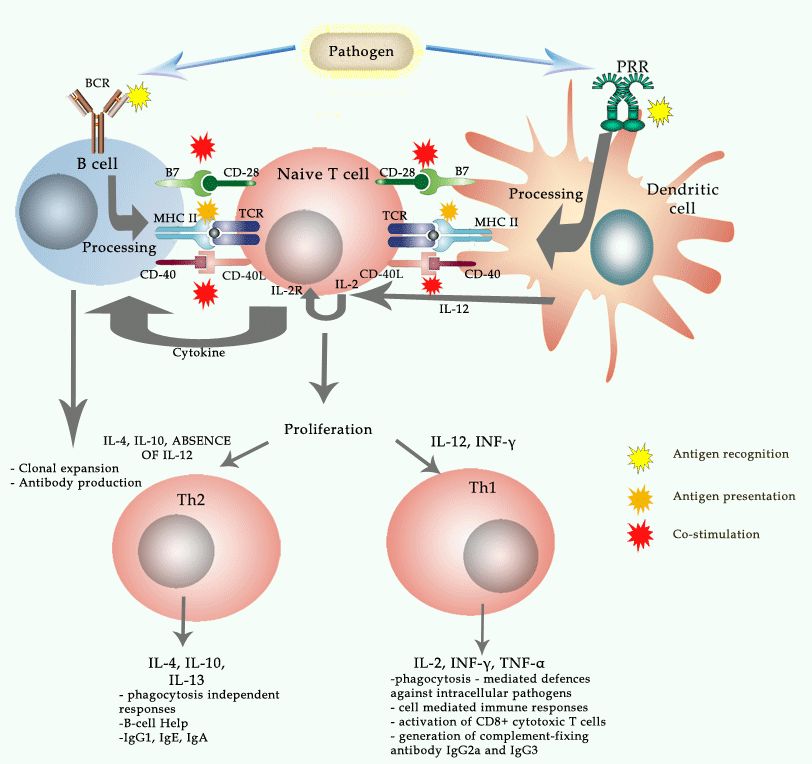 Activation of Adaptive Immunity Innate immunity may trigger adaptive immune