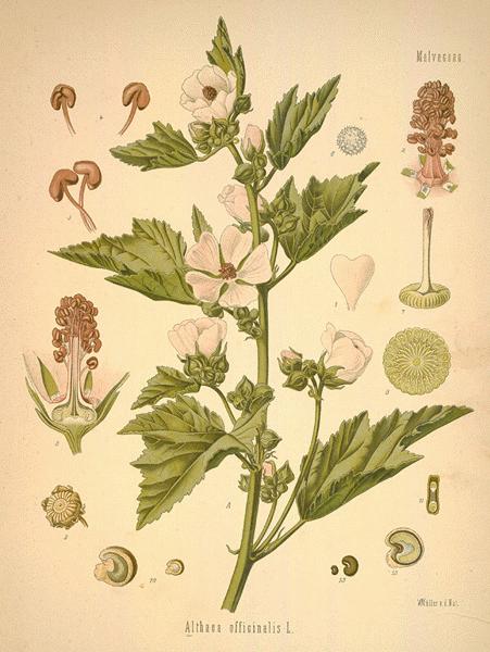 Marshmallow, an ingredient in Dr. Miller's Holy Tea, is an old-time remedy for bladder infection, digestive upsets, fluid retention, intestinal disorders, kidney problems, sinusitis and sore throat.