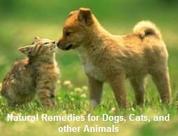 natural animal photos