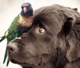 Bird and dog