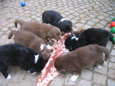 Puppies love to eat raw meaty bones!