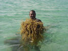 Seaweeds are important nutrients to prevent disease in humans and animals