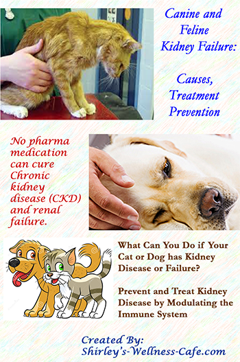 Cat or Dog Kidney Disease