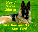 I restored my dog's health with natural home remedies