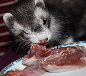Ferret eating raw meat