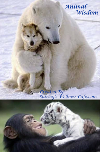 Animal Wisdom. Animal Messenger of Love