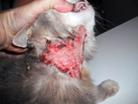 Severe dermatitis on cat's throat