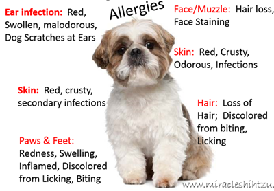 Pets with allergy symptoms