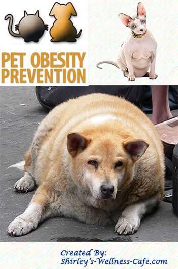 Pet Obesity Prevention