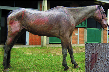 Horse dermatitis