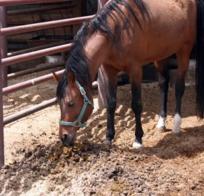 Health benefits of horses eating manure
