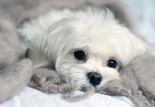 Sick Maltese recovered from Immune Mediated Hemolytic Anemia (IMHA)