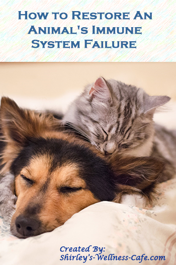 Boost your animal's immune system naturally