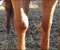 Foal with swollen hock