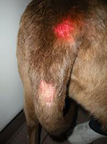 Vaccinosis side effect on dog's tail