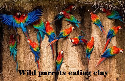 wild parrots eating clay