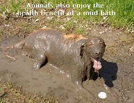 Dog mudbath