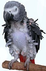 featherless bird