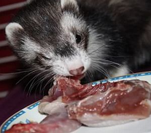 Ferret diet