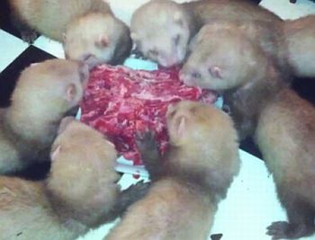 Ferret babies eating rawmeat