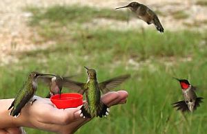 Hummingbirds